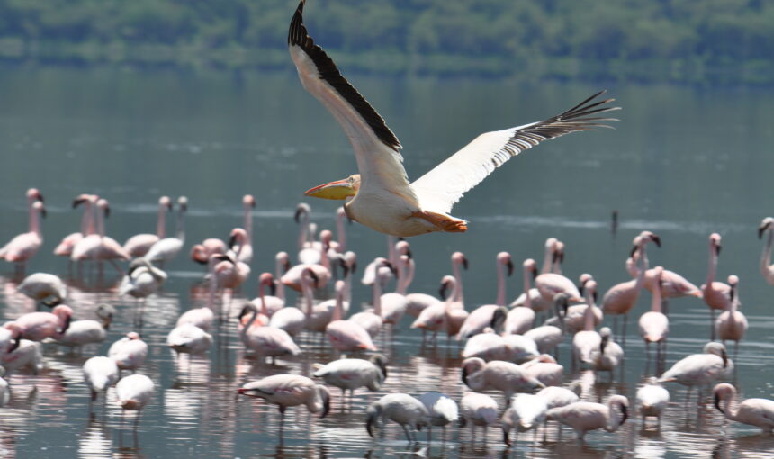Why Visit the Rift Valley Lakes