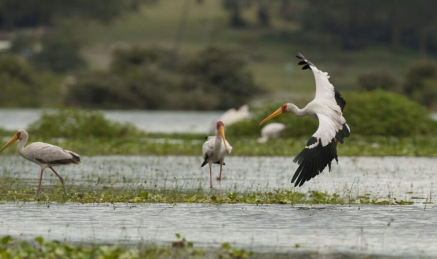 The essence of a boat safari on Lake Naivasha